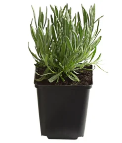 Bio Lavendel 'Alba'