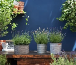 Bio Lavendel 'Alba'