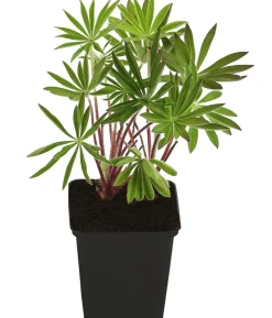 Bio Lupine, rosa
