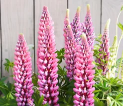 Bio Lupine, rosa