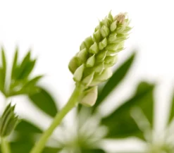 Bio Lupine, rot
