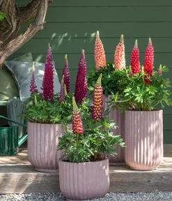 Bio Lupine, rot