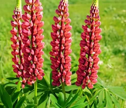 Bio Lupine, rot
