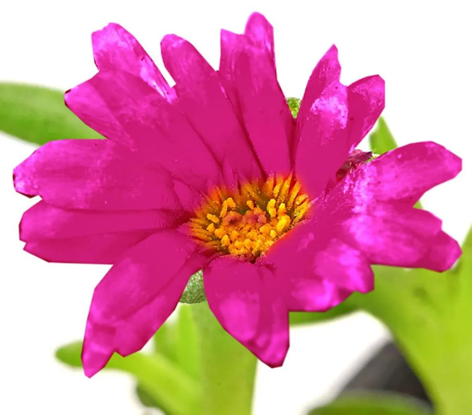 Bio Mittagsblume 'Wheels of Wonder® Violet Wonder'