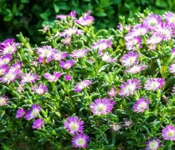 Bio Mittagsblume 'Wheels of Wonder® Violet Wonder'
