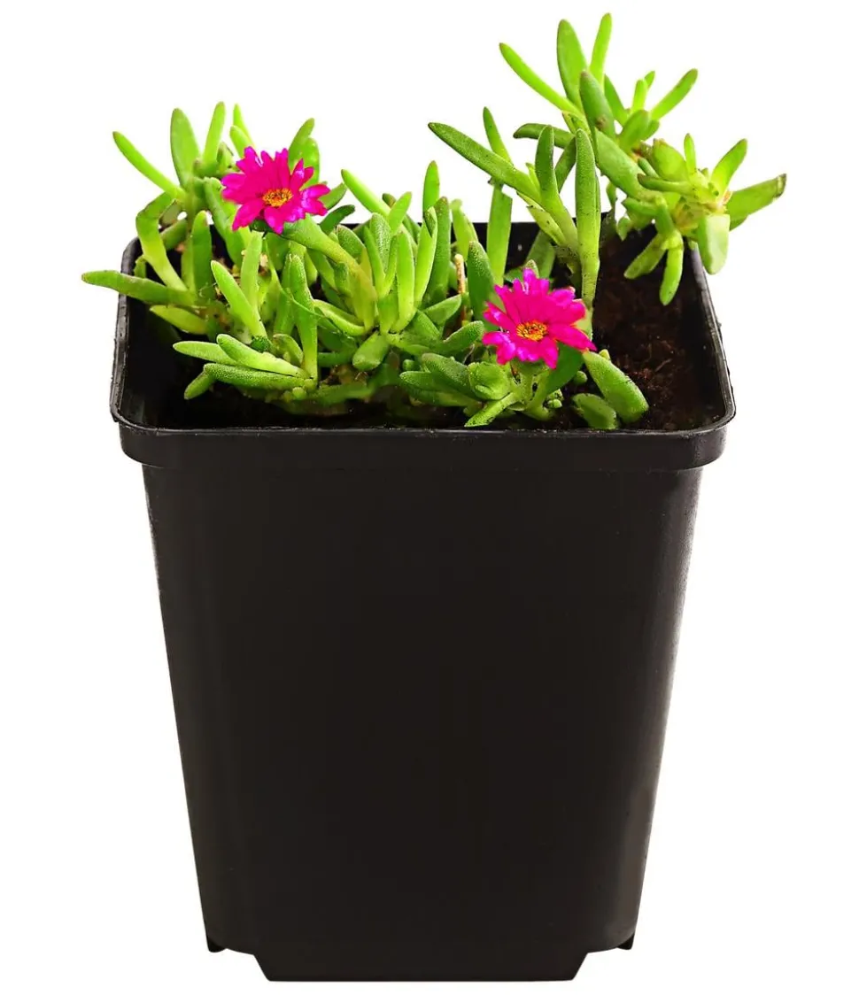 Bio Mittagsblume 'Wheels of Wonder® Violet Wonder'