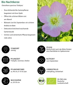 Bio Nachtkerze 'Siskiyou'
