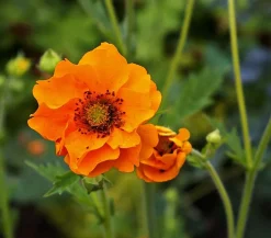 Bio Nelkenwurz 'Mrs. Bradshaw'