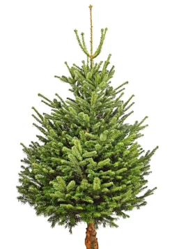 Bio Nordmann-Tanne, ca. 150-200 cm, gesägt