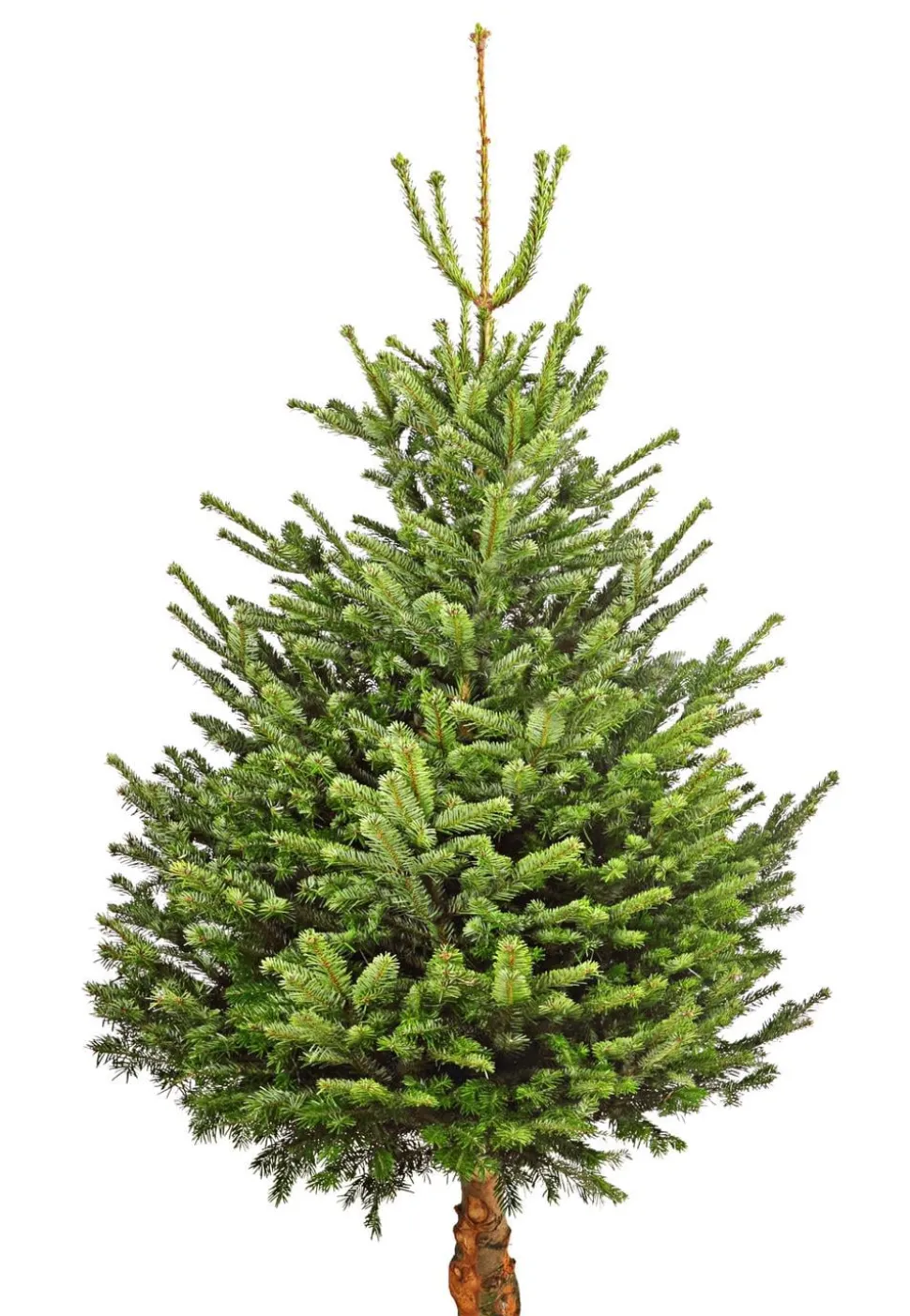 Bio Nordmann-Tanne, ca. 150-200 cm, gesägt