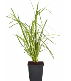 Bio Pampasgras 'Rosea'