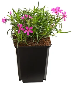 Bio Polster-Phlox 'McDaniel's Cushion'