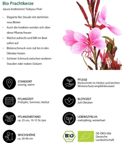 Bio Prachtkerze 'Siskiyou Pink'