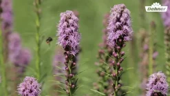 Bio Prachtscharte, rosa