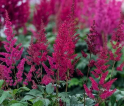 Bio Prachtspiere, rot