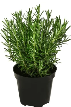 Bio Rosmarin