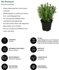 Bio Rosmarin