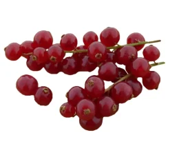 Bio Rote Johannisbeere 'Jonkheer Van Tets'