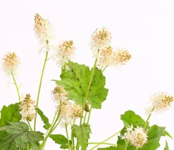 Bio Schaumblüte