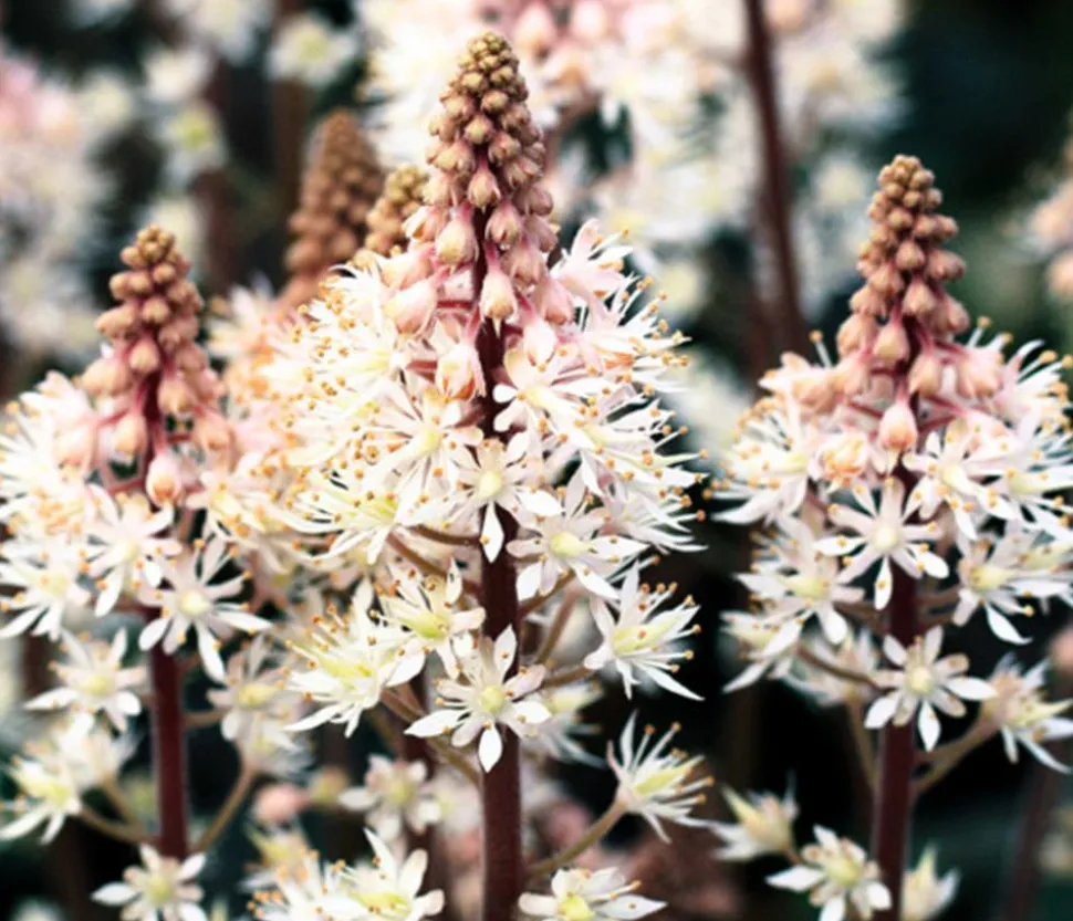 Bio Schaumblüte