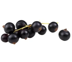 Bio Schwarze Johannisbeer 'Titania'
