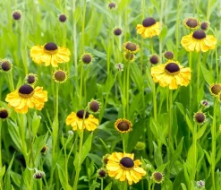 Bio Sonnenbraut, gelb