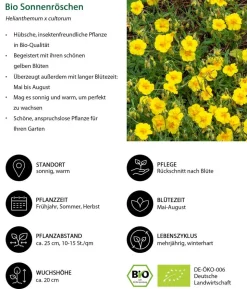 Bio Sonnenröschen, gelb