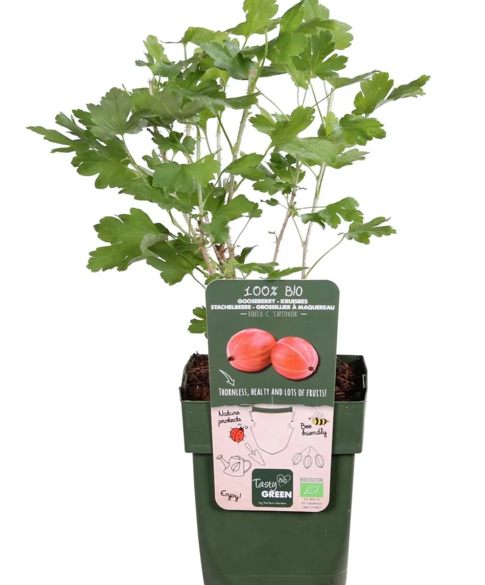 Bio Stachelbeere 'Captivator'