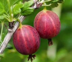 Bio Stachelbeere 'Spinefree'