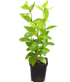 Bio Stauden-Phlox, weiß