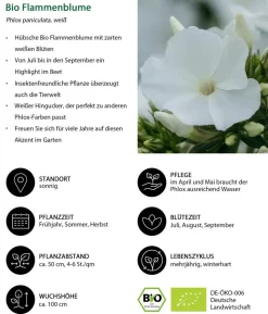 Bio Stauden-Phlox, weiß