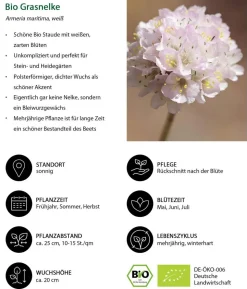 Bio Stauden-Set Alpengarten, 12-teilig