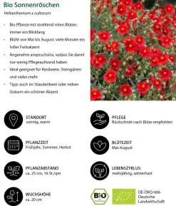 Bio Stauden-Set Blütenkollektion, Landlust Kollektion, 24-teilig