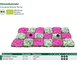 Bio Stauden-Set Duftender Thymian, 18-teilig