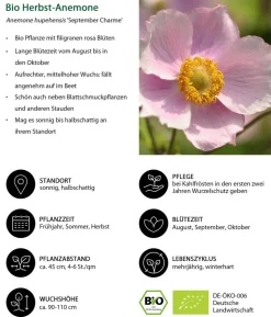 Bio Stauden-Set Es wird durchgeblüht, 24-teilig