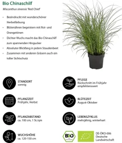 Bio Stauden-Set Großes Gräser-Beet, 24-teilig