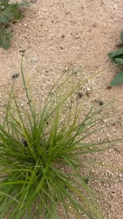 Bio Stauden-Set Heimatgarten, Landlust Kollektion, 24-teilig