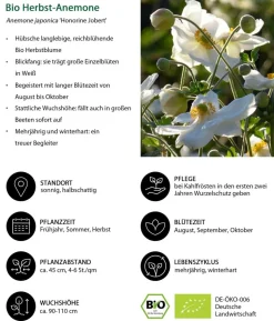 Bio Stauden-Set Schattenplatz, Landlust Kollektion, 18-teilig