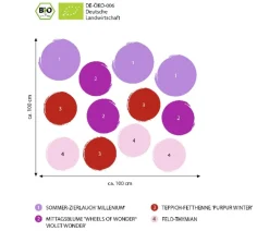 Bio Stauden-Set Trocken durch den Sommer, 12-teilig
