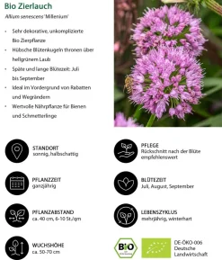 Bio Stauden-Set Trocken durch den Sommer, 12-teilig