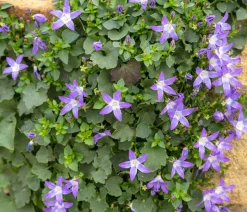 Bio Sternpolster-Glockenblume