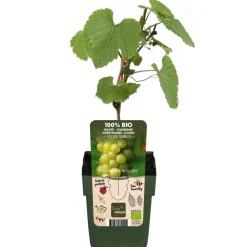 Bio Tafeltraube 'Johanniter'