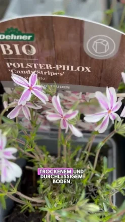 Bio Teppich-Phlox 'Candy Stripes'