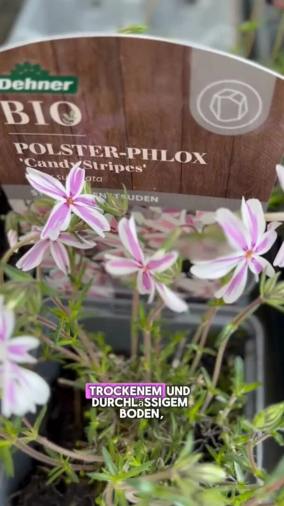 Bio Teppich-Phlox 'Candy Stripes'