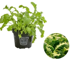 Bio Wasabi Rauke im Pottburri®-Topf