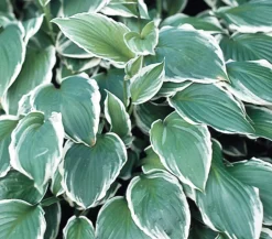 Bio Wellblattfunkie 'Albomarginata'