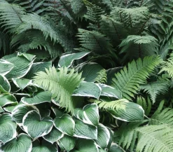Bio Wellblattfunkie 'Albomarginata'