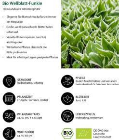 Bio Wellblattfunkie 'Albomarginata'