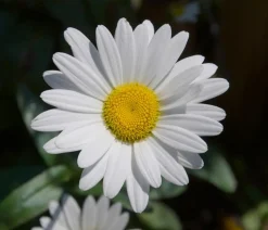 Bio Zwerg-Margerite 'Dwarf Snow Lady'