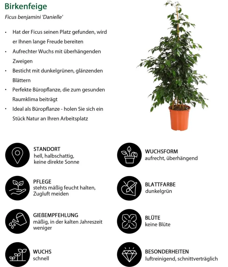 Birkenfeige - Ficus benjamini 'Danielle'